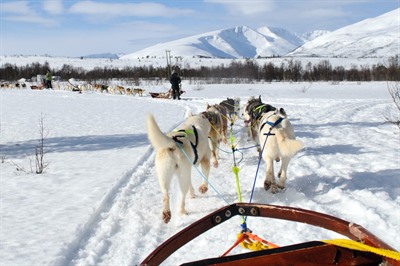 Tromsø Husky Safari