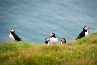 Puffin Express Boat Trip from Reykjavik Harbour