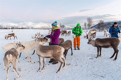 Sami Reindeer Camp Dinner