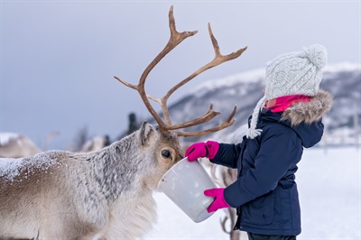 Sami Reindeer Feeding & Culture