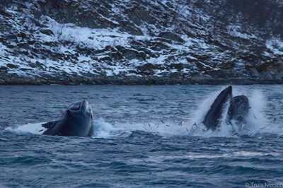 Silent Whale Watching in Tromsø