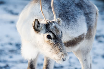 Snowmobile Safari to Reindeer Farm