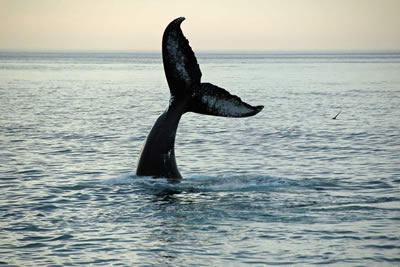 Whale Watching From Reykjavik Harbour