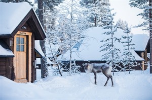 Cabin and Deer at Aurora Village