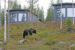 'Luxury bear cabin hide' - exterior