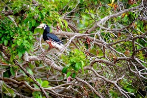Borneo Eagle Resort, hornbills