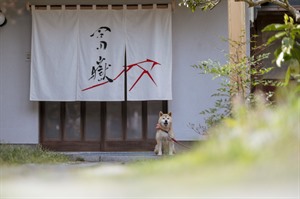 Fugaku-Hokusai Guesthouse ©mtfujisatoyamavacation&ecotours