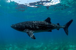 Kasai Village Dive Resort