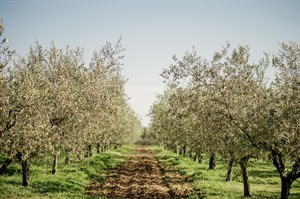 Meneghetti Winery vineyard