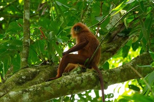 Sukau Rainforest Lodge 7