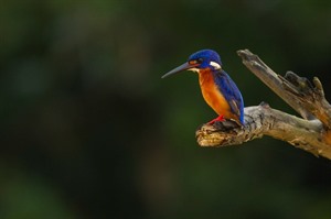 Sukau Rainforest Lodge 8