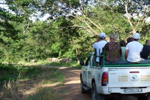 Tabin Wildlife Resort - pygmy elephants