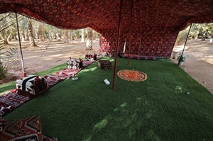 Wadi Disah Mango Farm 1