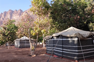 Wadi Disah Mango Farm