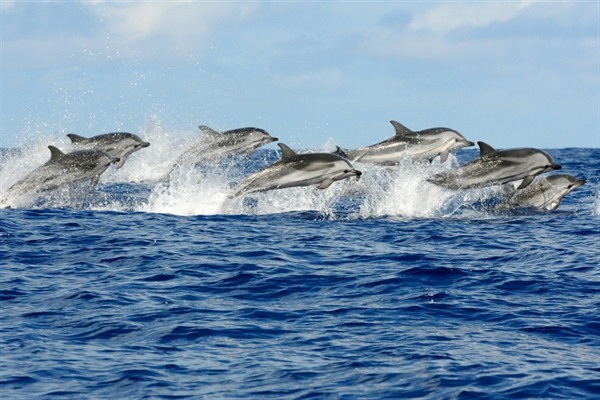 PICO ISLAND