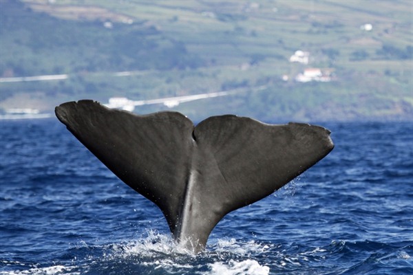 Whale watching off the coast of Sao Miguel