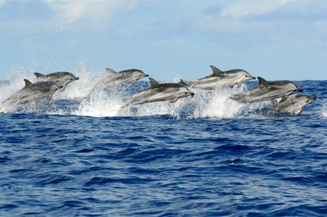 WHALE & DOLPHIN WATCHING