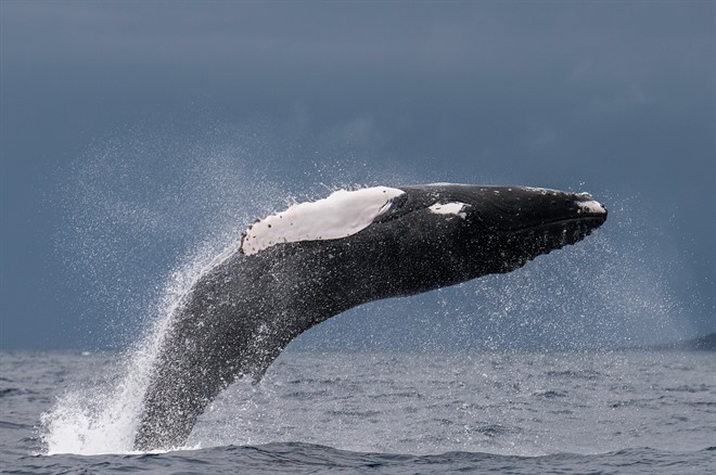 Humpback whale of the coast of Pico