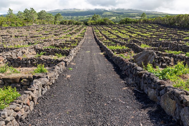 Pico's vineyards, the Azores