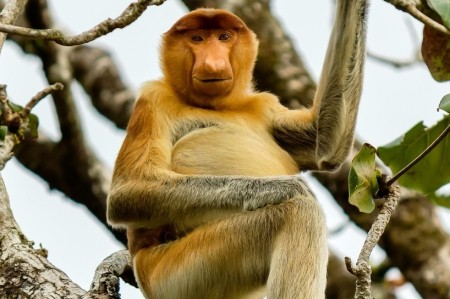 KINABATANGAN RIVER