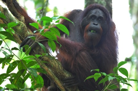 DANUM VALLEY CONSERVATION AREA