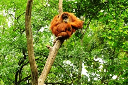 BATANG AI NATIONAL PARK