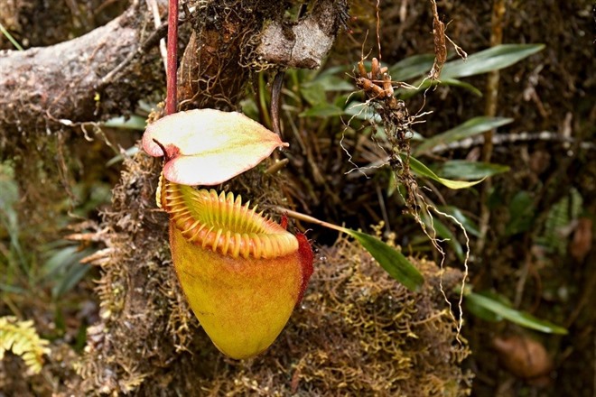 KINABALU PARK