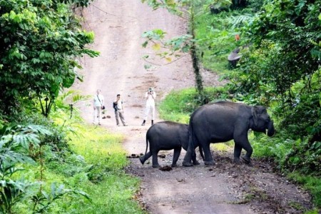 DANUM VALLEY CONSERVATION AREA