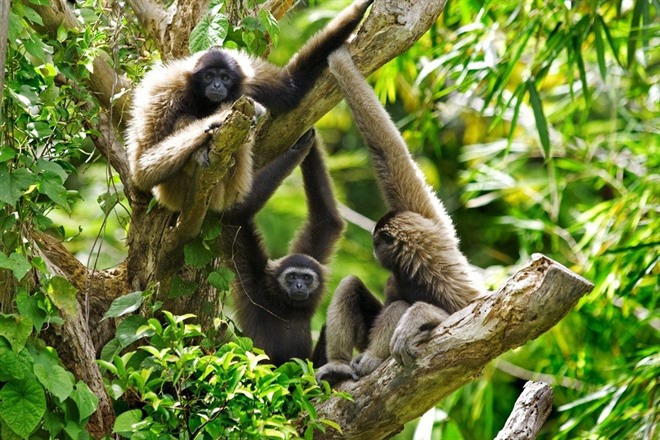 DANUM VALLEY CONSERVATION AREA