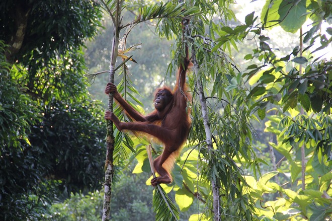 KINABATANGAN RIVER