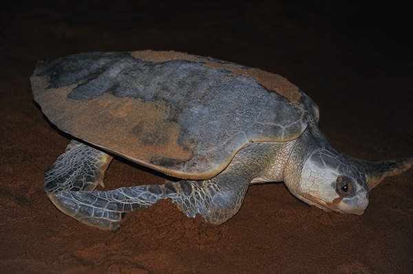 TANJUNG DATU NATIONAL PARK