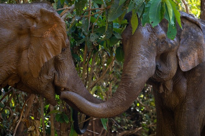 Elephant Valley Project in Mondulkiri Cambodia