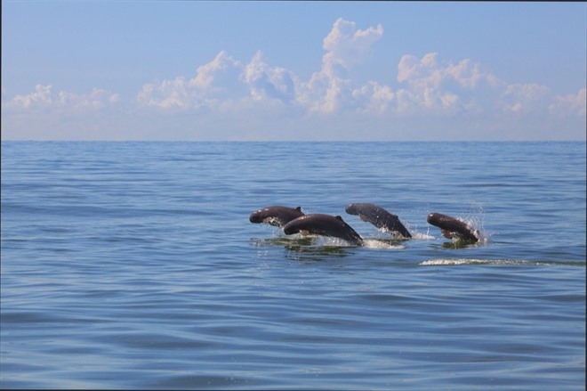 Irrawaddy dolphins