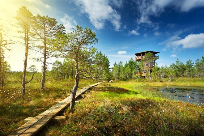 Viru Bog at Lahemaa National Park