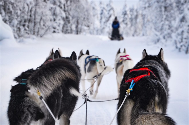 Husky safari - Lapland