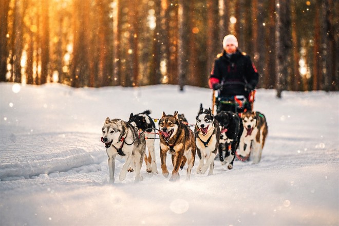Husky safari