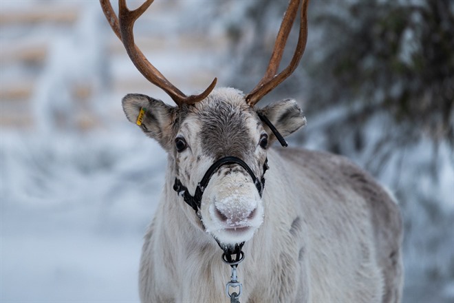 Reindeer
