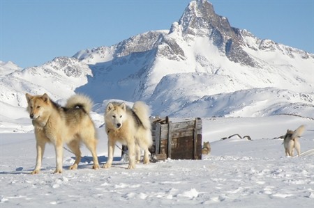 Dog team - East Greenland