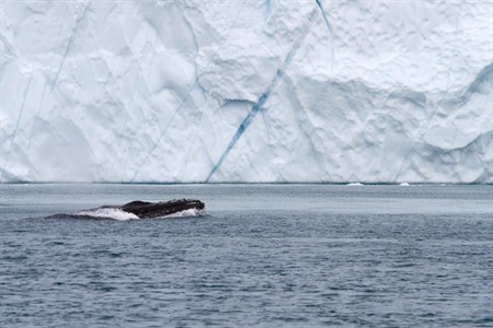 Whale - East Greenland