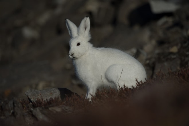 EAST GREENLAND