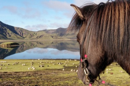 Icelandic horse - Iceland