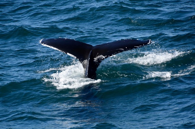 Whale - Iceland