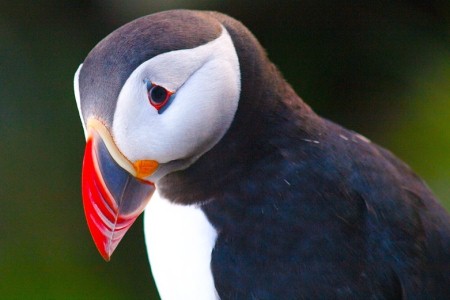 Puffin - Iceland