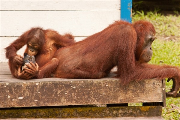 TANJUNG PUTING NATIONAL PARK