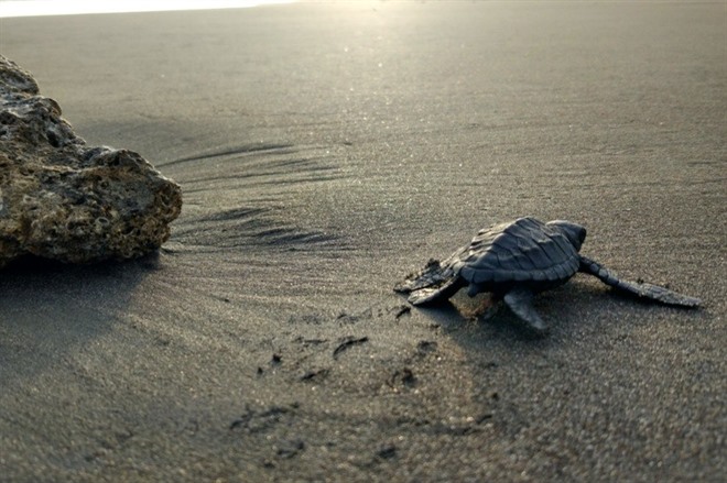 Perancak Turtle Conservation Centre