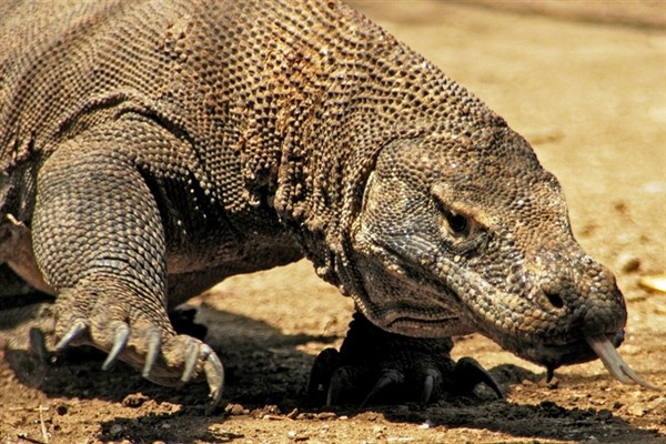 KOMODO NATIONAL PARK