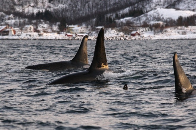 SAIL TO HENNINGSVAER