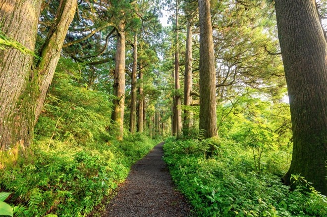 Ancient Cedar Avenue
