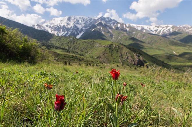 Aksu Zhabagly nature reserve