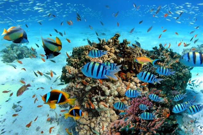 Red Sea marine life